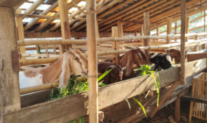 Perawatan kambing pedaging yang baik